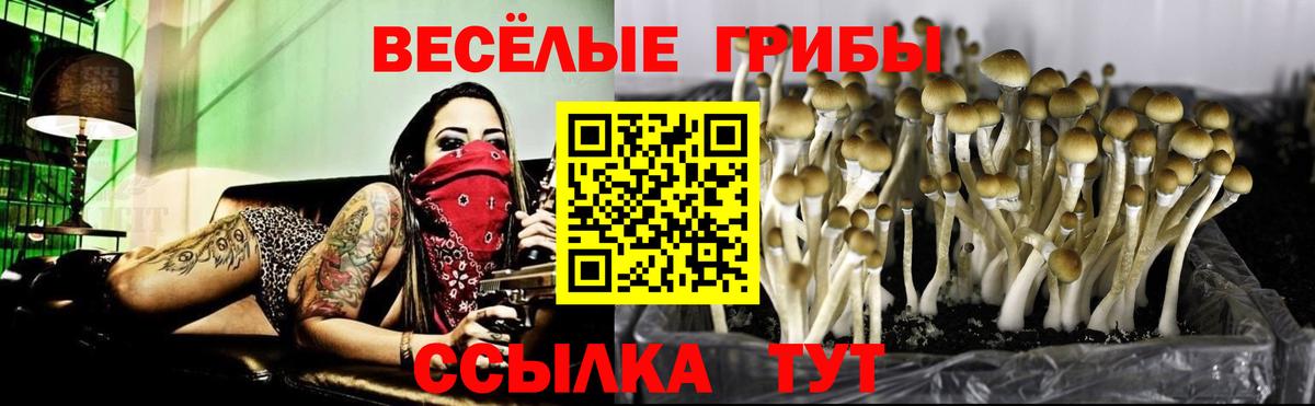 Галлюциногенные грибы Psilocybe Тобольск